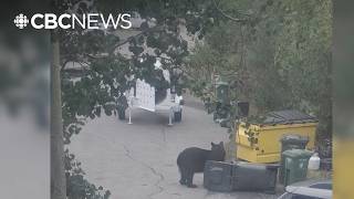 Another bear killed in Yellowknife neighborhood, second in less than a week