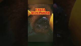 FAKTA UNIK TENTANG KELELAWAR HEWAN VAMPIR #shorts #batman #faktahewan #faktaunik #animals   #hewan