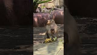 Monkeying Around - Cute Mummy & Baby Monkey With A Bunch Of Bananas