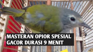 Masteran burung opior spesial gacor