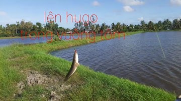 Câu lure cá lóc miền tây, lên cá khủng trong vuông tôm. Điền Fishing