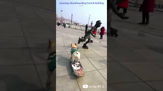 Amazing Skateboarding French Bulldog Dog #shorts #funnyvideo #dog #animalshorts