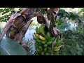 Passeio na Ilha: mangostão, fruta do milagre, canistel, sapoti, bacaba, abiu ticuna...