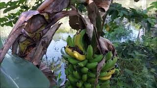 Passeio na Ilha: mangostão, fruta do milagre, canistel, sapoti, bacaba, abiu ticuna...