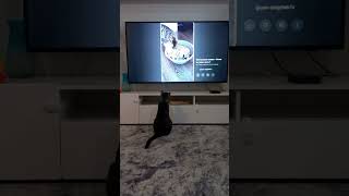 Кот внимательно смотрит YouTube про себя🐱