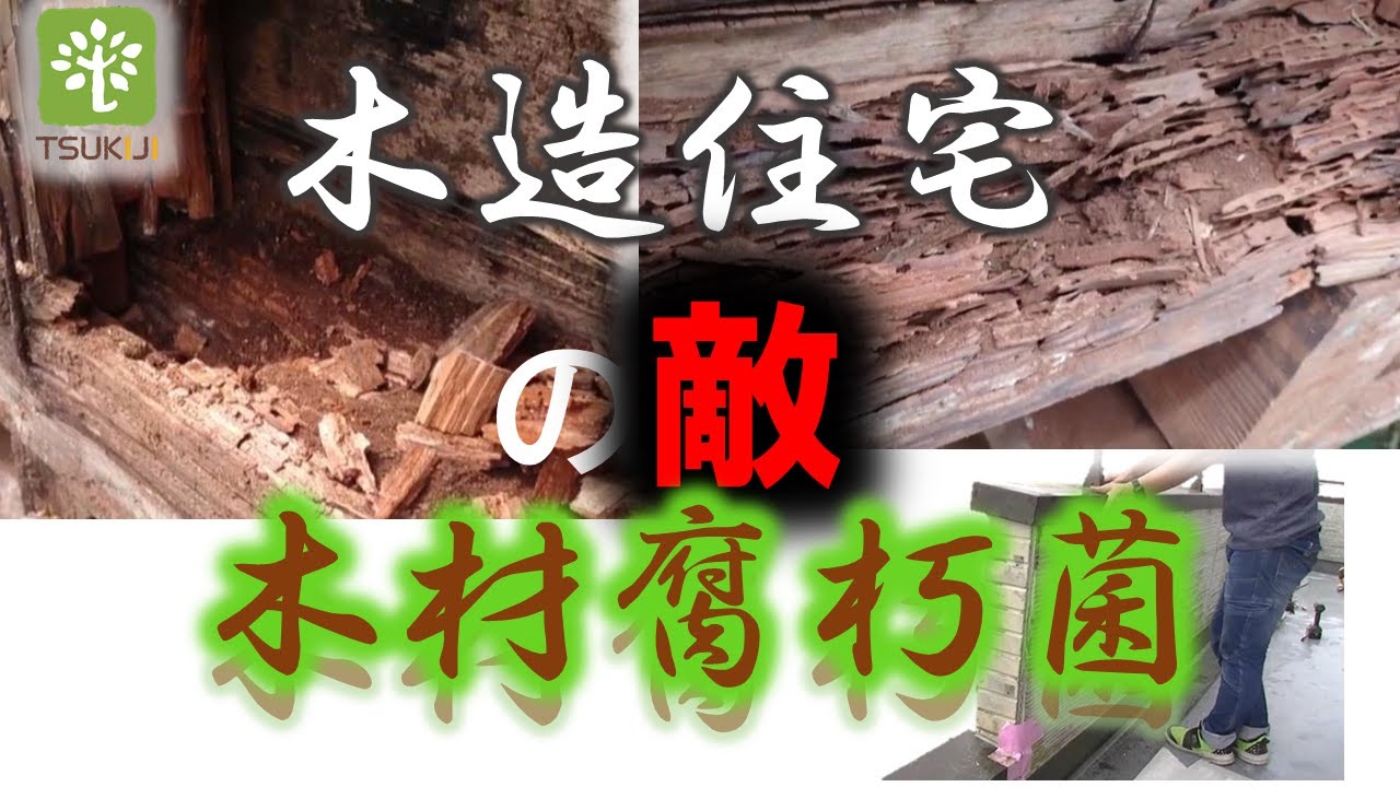 「木材腐朽菌」 木を腐らせる原因とは？【耐久】 YouTube