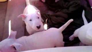 Bull Terriers For Sale.3Gp