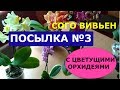 СУПЕР посылка №3  с цветущими орхидеями. СОГО ВИВЬЕН.  Размышления об интернет-продавцах орхидей.