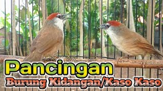 Pancingan Burung Kidangan/Kaso Kaso Suara Jernih