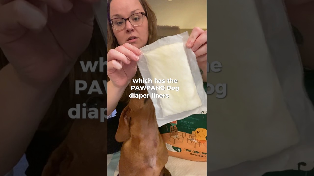 The Best Dog Diaper Alternative for Special Needs Pups!