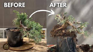 Help Me Work on the Design of a Cascade Juniper from the Garden by Bonsai Heirloom 4,557 views 4 weeks ago 20 minutes