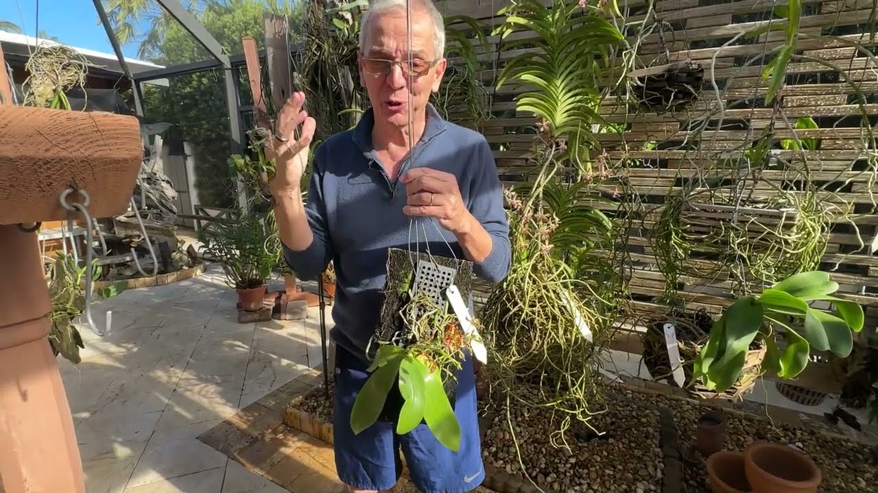 How I care for Phalaenopsis mannii