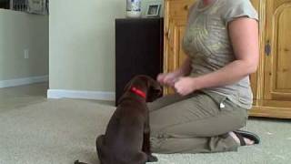 8 Week Old Chocolate Lab Tricks