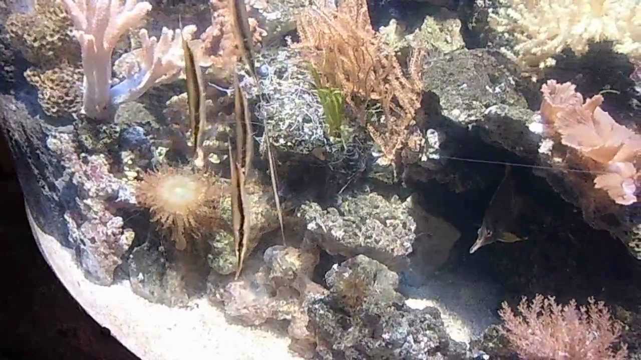 Aquarium im Sea Life Königswinter, Fische schwimmen kopfüber - YouTube