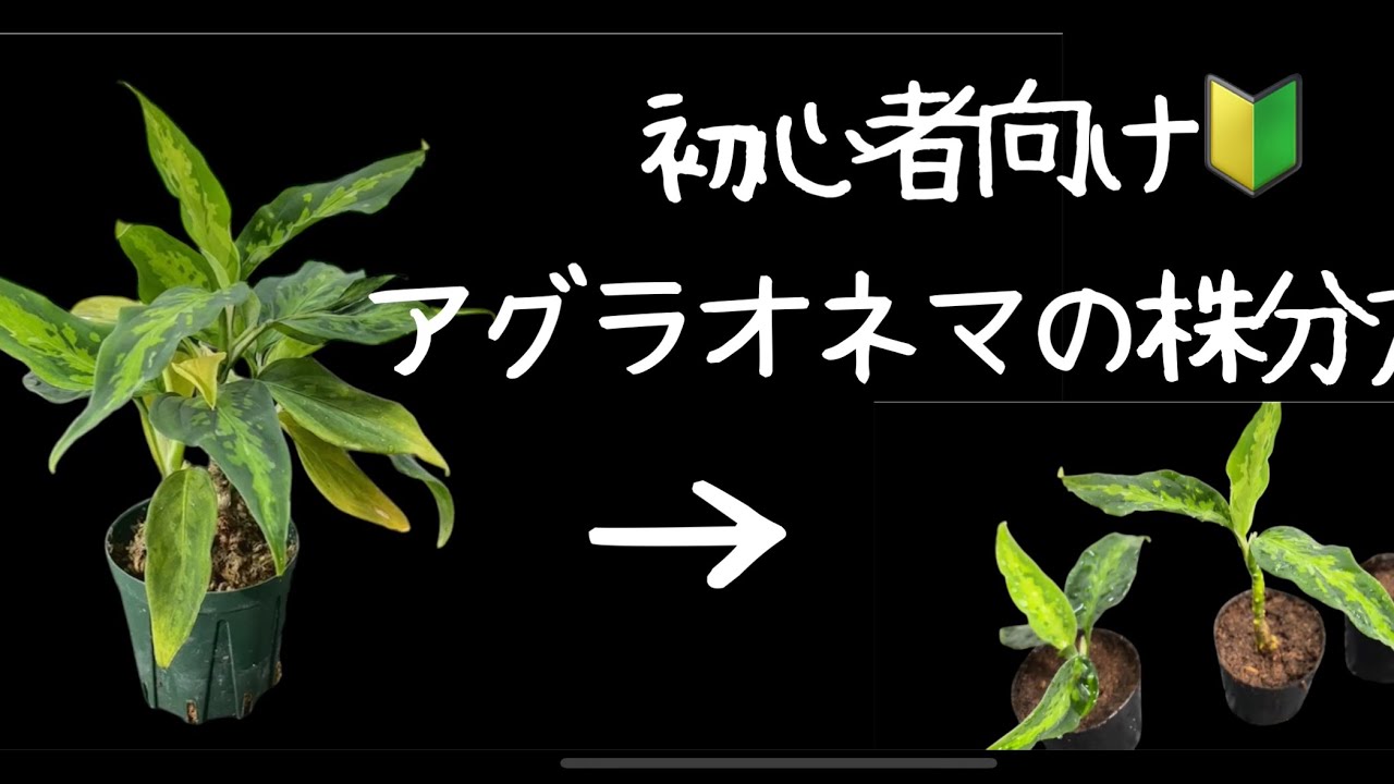 アグラオネマ ピクタムの株分方法 - YouTube