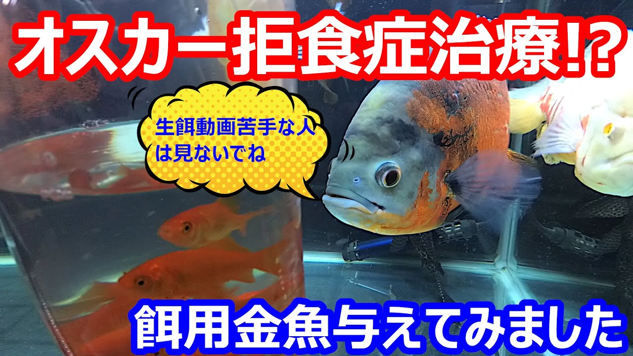 熱帯魚オスカー拒食症 治療に餌用金魚を与えてみた Youtube