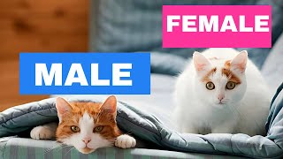 The UNKNOWN Differences Between MALE and FEMALE CATS! 🐱  | CatNip by CatNip 1,383 views 3 weeks ago 10 minutes, 48 seconds