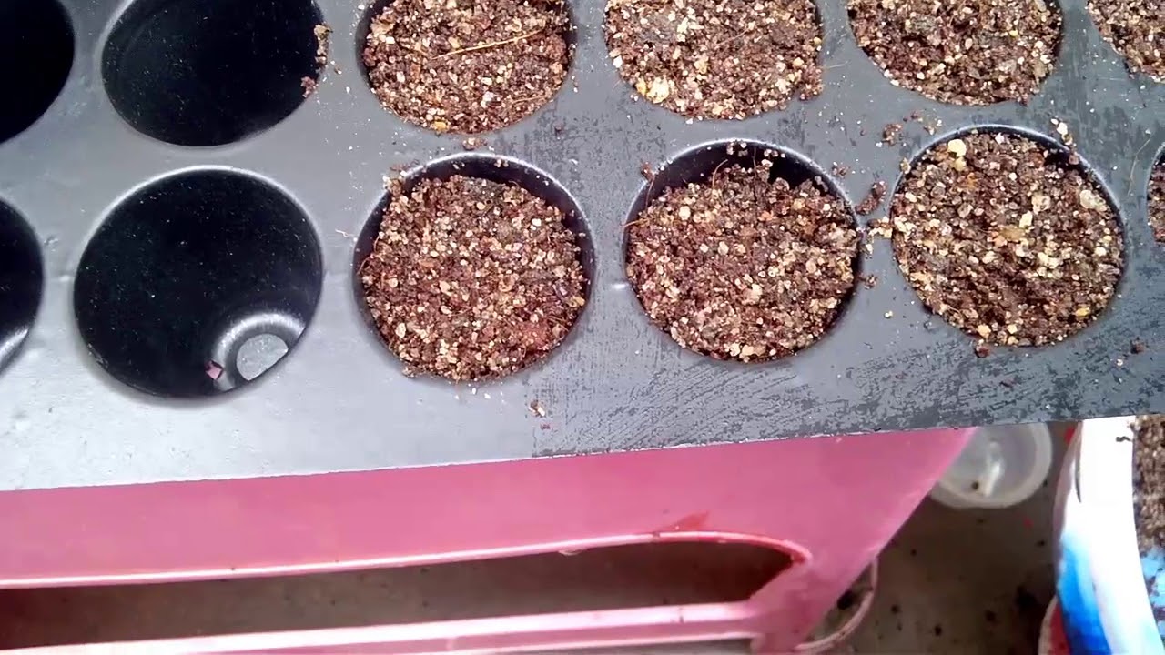 Use Coco Peat as Amazing Growing Medium in Seedling Tray/Coco peat