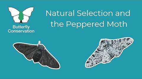 Natural Selection and the Peppered Moth