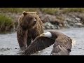 Eagle vs bear. Eagle attacks the bear