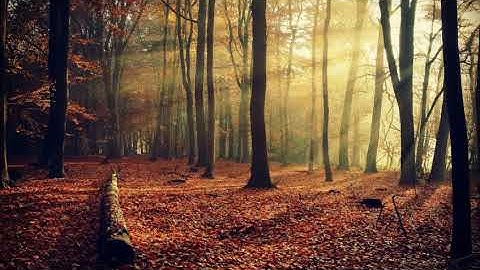 مزامير آل داوود  سورة القدر