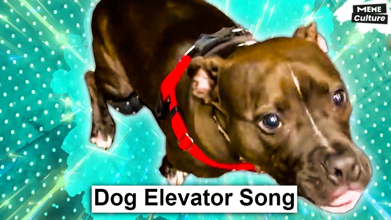 DOG elevator song. She's So Brave. TikTok Trend