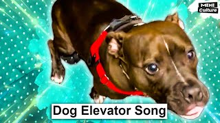 Dog Elevator Song. Shes So Brave. Tiktok Trend