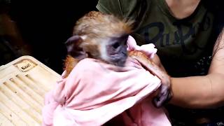 Monkey golden| Dodo monyet lucu betah mandi air hangat