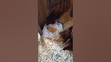 Nesting Boxes Need To Be Cleaned Regularly