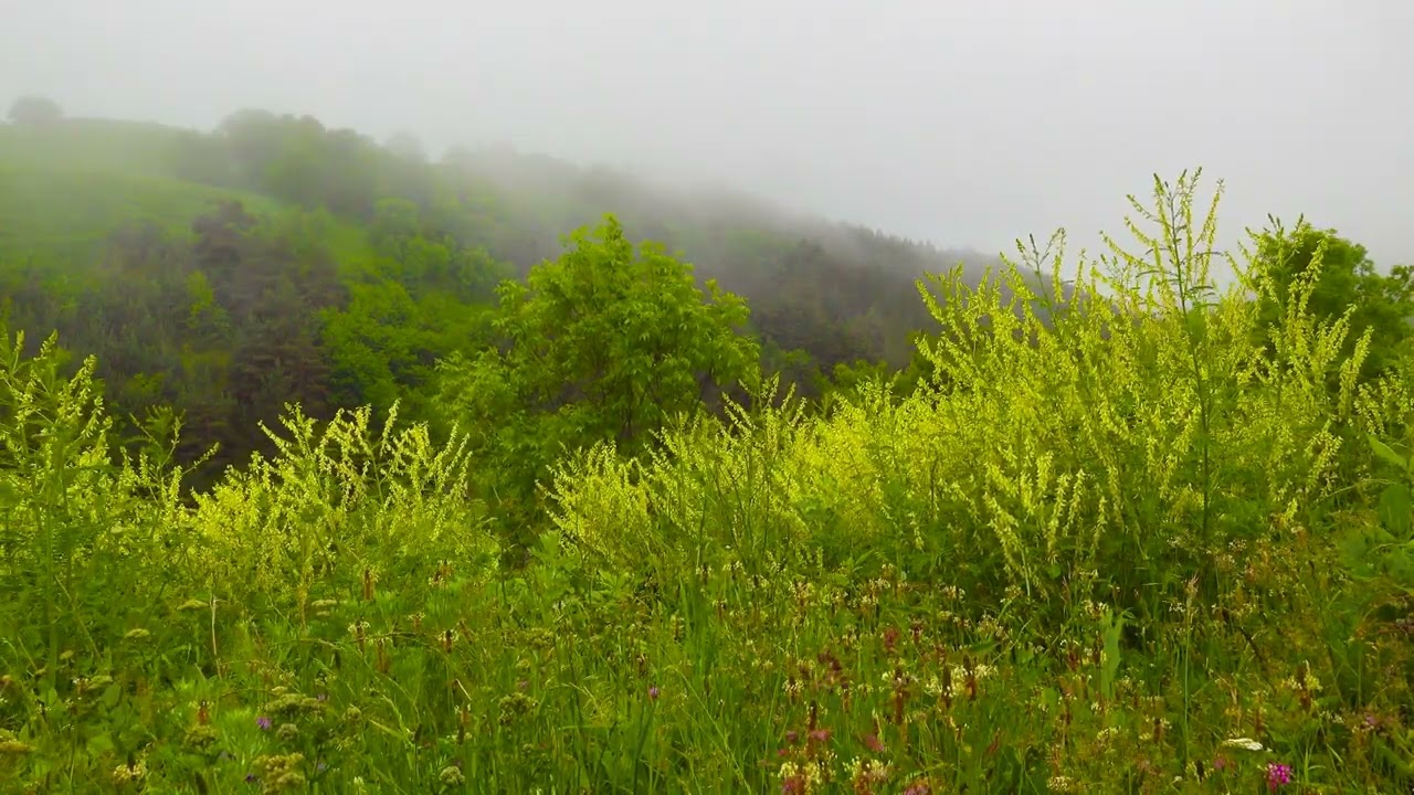 Relaxing Wild Meadow by a Mountain River – Pure Natural Soundscape 🍃