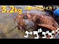 超巨大3kgアオリイカが岩に擬態していたので突く!梅雨の合間の魚突き 前編【7話】