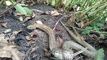 #Tập231 rắn nước dính lưới bẫy rắn #bẫyrắnđồngtháp