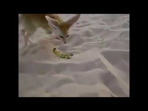 Fennec hunting a scorpion