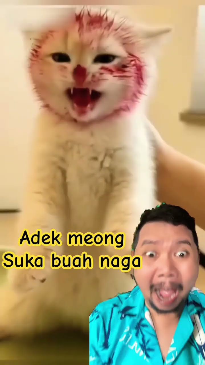TERNYATA ADEK MEONG SUKA BUAH NAGA!!???? #cat #shortsfeed #shorts #funny