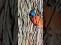 Wildlife # Birds Life