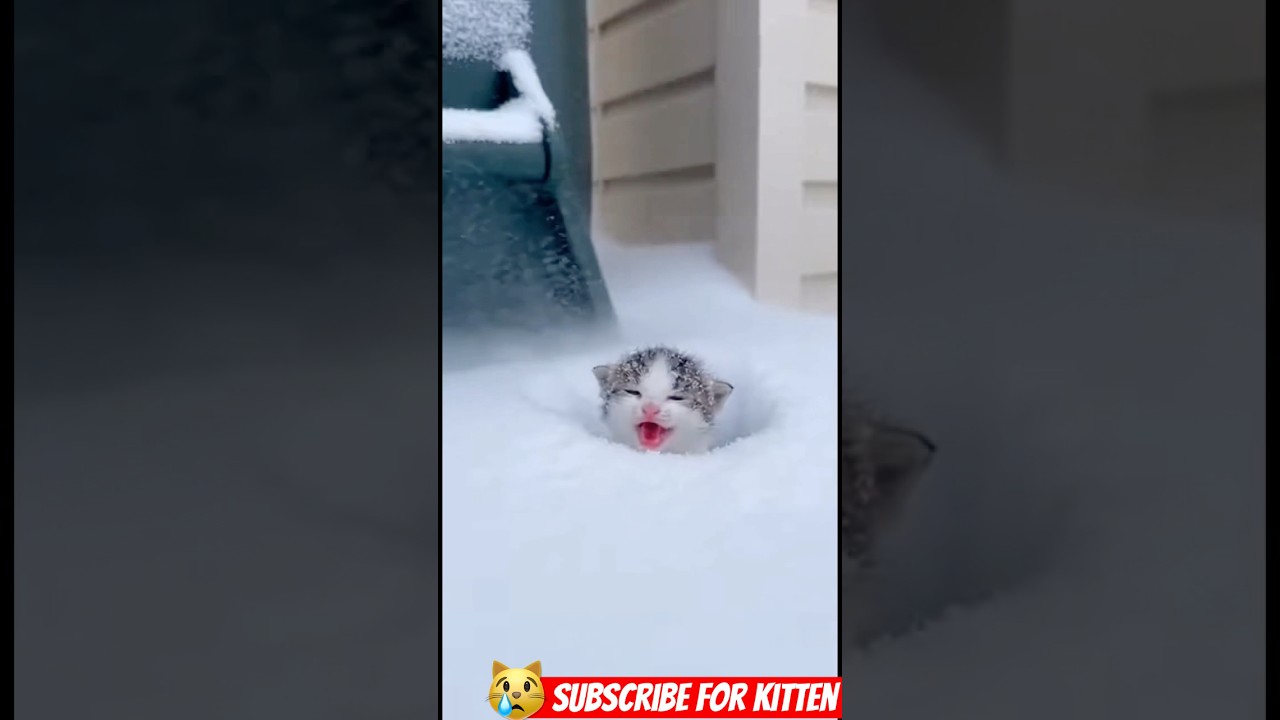 Blizzard Miracle: Baby Cat Found Abandoned in Trash on Christmas Eve 🎄🗑️🐱❤️‍🩹🙏🏻