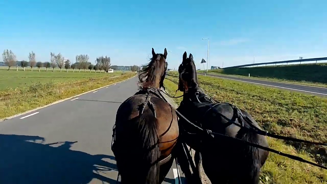 Rondje trainen, voeren 