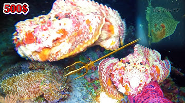 Lặn Lén Tại Đảo Chữ Thập Trường Sa| Bắt Hải Sản Mỏi Tay Thu Nhập 20 Triệu