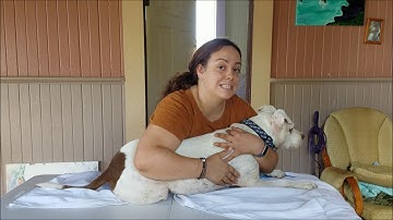 VTHT 1301 restraint project avma task