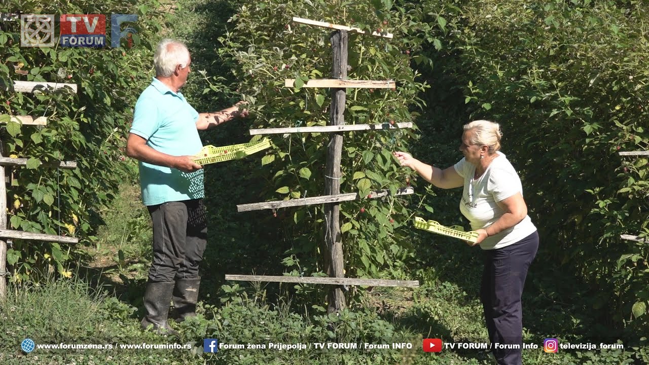 Uzgoj kupina i malina u Velikoj Župi – priča porodice Džigal