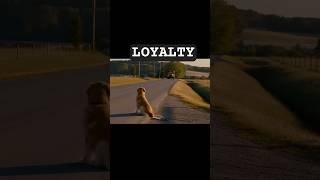 If loyalty had a face. #shorts #goldenretriever