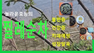 찔레순차만들기/ 어린이성장발육,불면증,치매예방,기억력향상에 좋은차