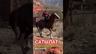 АТ САТЫЛАТ ВОЗВРАТЫ МЕНЕН ДЕЙТ ЭЭСИ КЫЗЫККАНДАР ЛИЧКАСЫНА ЧЫККЫЛА