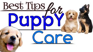 puppy care tips in hindi / how to care dog puppy / small dog care tips