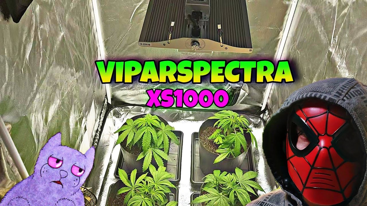 UPDATE Viparspectra XS1000 LED GROW LIGHT DIAS FRIOS TENT 80X80X160
