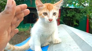 Cat Vs Duck Fighting Omg Animals