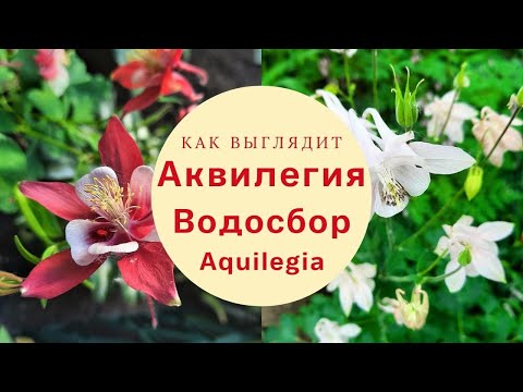 Video: Aquilegia - Istutamine Ja Hooldamine, Seemnetest Kasvatamine