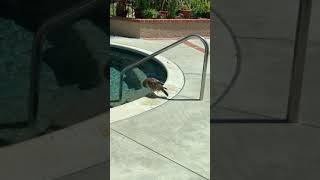 Hawk Skinny-Dipping in Swimming Pool on 6-27-2019
