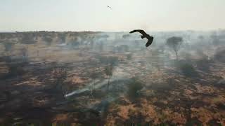 Scrub fire and Firehawks in central Australia desert country