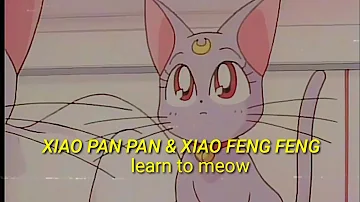 Xiao Pan Pan & Xiao Feng Feng - Learn to meow [Sub español]